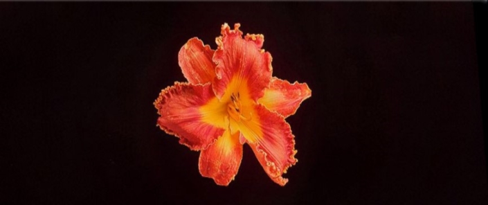 Veja como conseguir as melhores imagens da primavera com os Galaxy S9, S9 Plus e Note 9