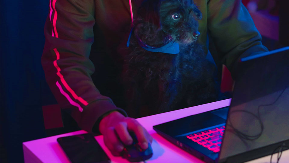 a person on the laptop with a dog on his lap