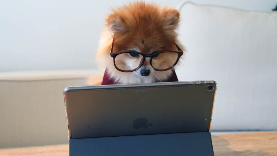 a dog with glasses looking at the ipad