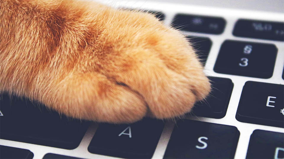 a cat's paw on the laptop keyboard